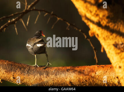 Common moorhen (Gallinula chloropus) perched on branch, Lake Naivasha, Kenya. Stock Photo