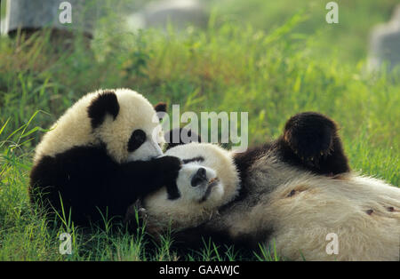 Giant panda (Ailuropoda melanoleuca) mother and young playing, captive, Sichuan, China. Stock Photo