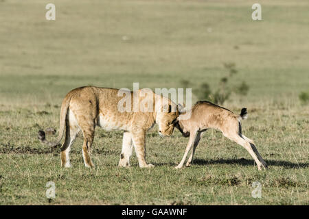 Lioness (Panthera leo) playing with a lost baby Wildebeest (Connochaetes taurinus), Masai-Mara Game Reserve, Kenya Stock Photo