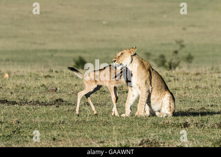 Lioness (Panthera leo) playing with a lost baby Wildebeest (Connochaetes taurinus), Masai-Mara Game Reserve, Kenya Stock Photo