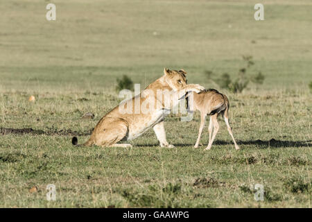 Lioness (Panthera leo) playing with lost baby Wildebeest (Connochaetes taurinus), Masai-Mara Game Reserve, Kenya. Stock Photo