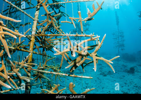 Coral line nursery with Acropora corals grown to reintroduce to the  Bonaire, Netherlands Antilles, Caribbean, Atlantic Ocean. Stock Photo