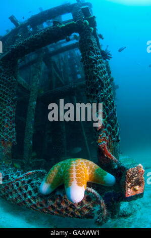 Granulated sea star (Choriaster granulatus) on artificial reef.  Mabul, Malaysia. Stock Photo