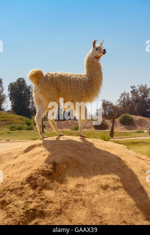 A Portrait of A Cute Lama Standing on A Rock Stock Photo