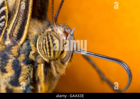 Close-up of Owl Butterfly (Caligo memnon) head showing compound eyes and proboscis. Captive, originating from Central America. Stock Photo