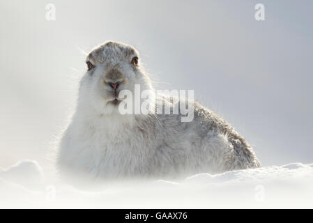 Mountain Hare (Lepus timidus) resting with ears back, Scotland, March. Highly Commended in the Animal Portrait Category of the BWPA Competition 2015. Stock Photo