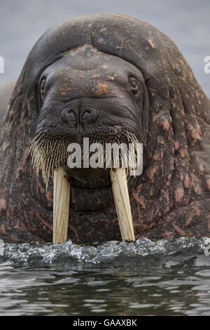 La morsa (Odobenus rosmarus), retrato, Noruega, Svalbard Fotografía de  stock - Alamy