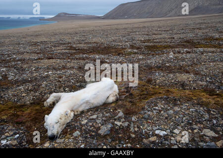 Dead Polar bear (Ursus maritimus) starved to death, Zeipelodden, Svalbard, Norway, September. Stock Photo