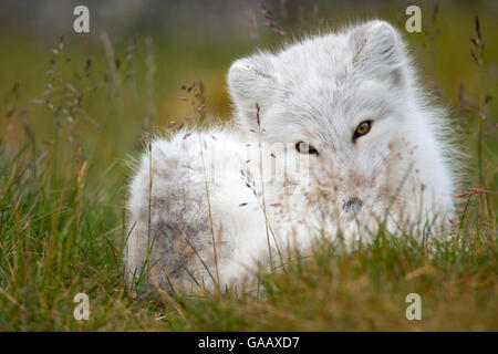 Arctic fox (Vulpes lagopus) in winter coat, resting in grass, Spitsbergen, Svalbard, Norway, September. Stock Photo