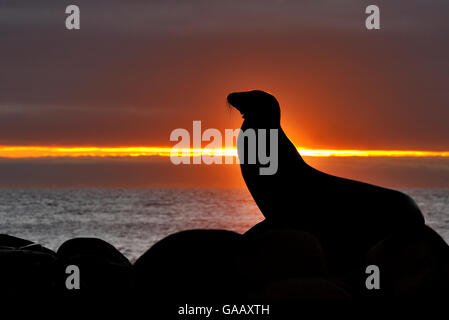 Galapagos sea lion (Zalophus wollebaeki) silhouetted at sunset, Galapagos. Stock Photo