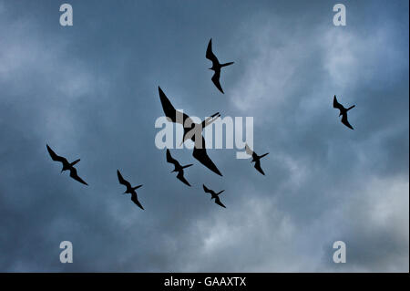 Magnificent frigate bird (Fregata magnificens) group flying against cloudy sky, Galapagos. Stock Photo