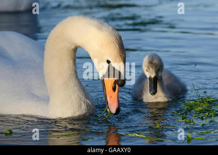 Mute swan (Cygnus olor) female and a young cygnet foraging in sunset light, Kennet and Avon canal, Caen Hill, Wiltshire, UK, June. Stock Photo