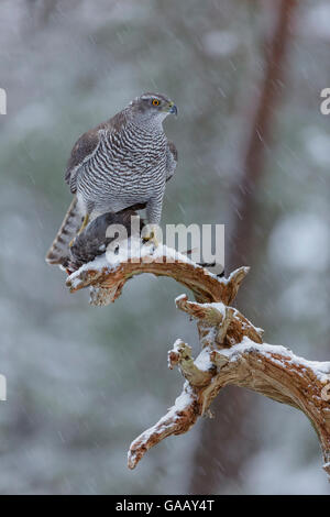Female Northern goshawk (Accipiter gentilis) perched on a branch in falling snow, with Wood pigeon (Columba palumbus) prey, Norway, January. Stock Photo