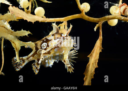Sargassum fish (Histrio histrio) in Broad-toothed gulfweed (Sargassum fluitans) Sargassum Community. Sargasso Sea, Bermuda Stock Photo