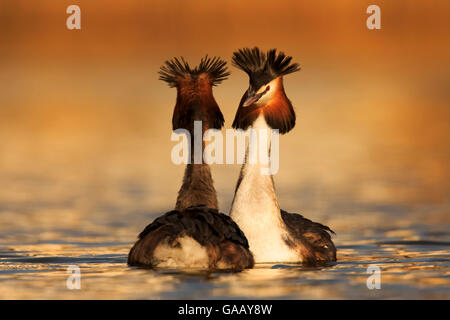 Great crested grebe (Podiceps cristatus cristatus) courtship dance, Cardiff, UK, March. Stock Photo