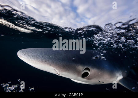 Blue shark (Prionace glauca) just below surface, Hauraki Gulf, Auckland, New Zealand, June. Stock Photo