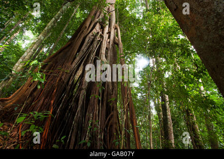 Fig tree (Ficus sp) in rainforest, Bukit Barisan National Park, Sumatra, Indonesia. Stock Photo
