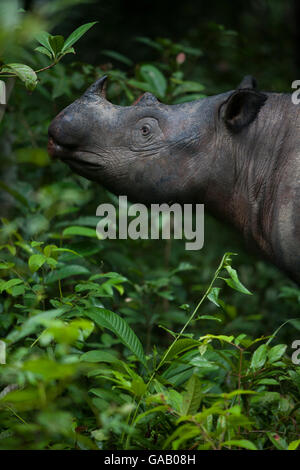 Close up of Sumatran rhinoceros (Dicerorhinus sumatrensis) female feeding, part of a breeding program, Way Kambas National Park, Sumatra, Indonesia. Stock Photo