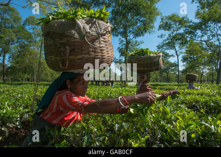Woman with basket on her head picking tea (Camellia sinensis), Assam, North East India, October 2014. Stock Photo