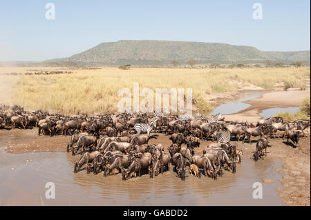 Burchell's zebra (Equus burchellii) and Blue wildebeest (Connochaetes taurinus) in the great migration, Serengeti National Park Stock Photo