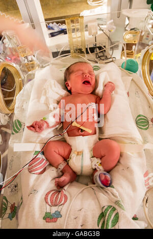 one day old premature baby in  incubator in natal intensive care unit, Trios Kennewick General Hospital, Tri-Cities, Washington Stock Photo