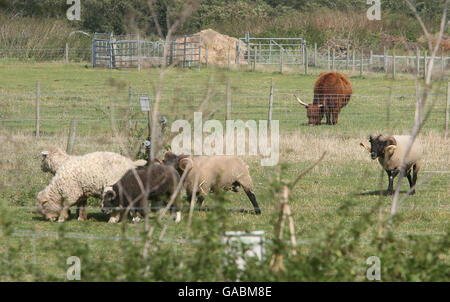 A highland cow and some sheep graze on pastures at a rare breeds farm in Baylham in Suffolk where a cow has been found with bluetongue. Stock Photo