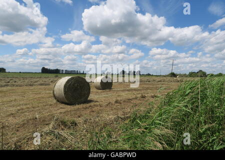 Cambridgeshire hay bales Stock Photo