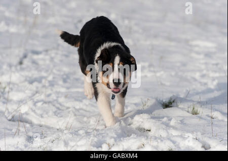 Black white and tan border collie sheepdog pup running in snow. UK. Stock Photo