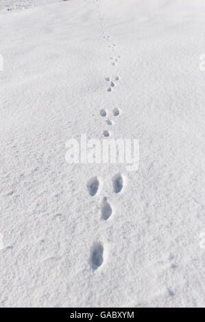 Rabbit tracks in snow. Yorkshire, UK. Stock Photo