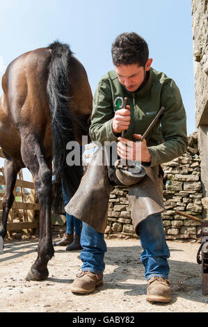 Farrier cleaning a horses hoof and cold fitting a new shoe onto the hoof. North Yorkshire, UK. Stock Photo