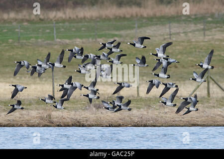 Barnacle geese in flight in their habitat in Denmark Stock Photo - Alamy