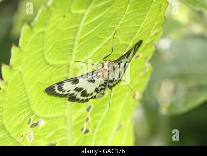 European Small Magpie  Moth (Anania hortulata) - Geometridae Stock Photo