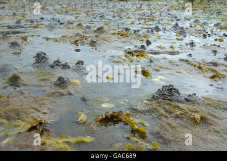 Lugworm casts on the shores of Loch Linnhe, Scotland. Stock Photo