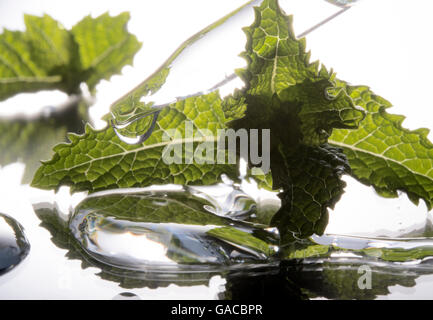 mint leaf and water droplet with pipette Stock Photo