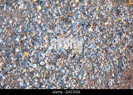 A mixture of sea shells on beach in early morning light, Scotland, UK. Stock Photo