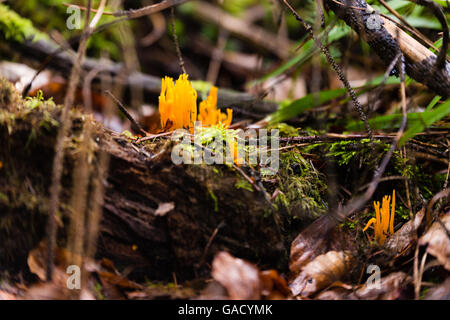 Small stagshorn fungus, Calocera cornea Stock Photo
