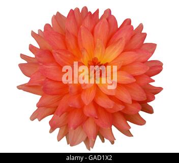 Orange dahlia flower isolated on white background Stock Photo