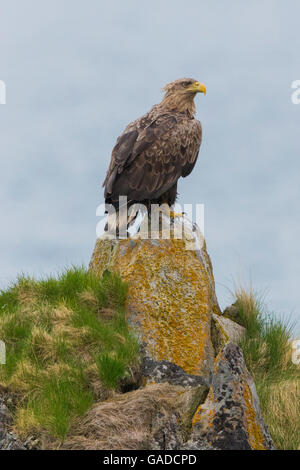 White-tailed Eagle (Haliaeetus albicilla), immature standing on a rock, Hamningberg, Finnmark, Norway Stock Photo