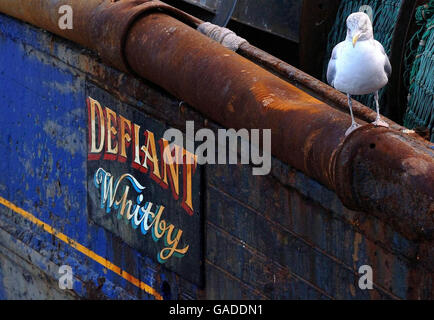 A seagulll stands on the side of a boat named 'Defiant' at the fishing port of Whitby, which now has just ten fishing trawlers left in its fleet. Stock Photo