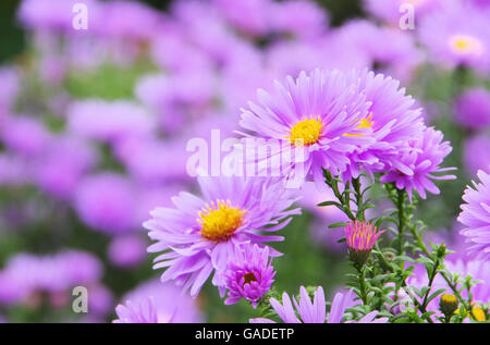 Aster Novi Belgii 07 Stock Photo