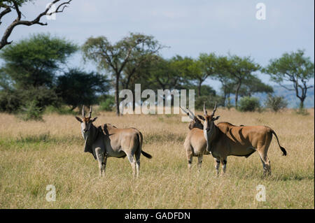 Common eland (Tragelaphus oryx), Serengeti National Park, Tanzania Stock Photo