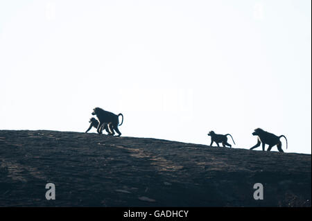 Olive baboons walking on a rock (Papio cynocephalus anubis), Serengeti National Park, Tanzania Stock Photo