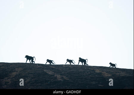 Olive baboons walking on a rock (Papio cynocephalus anubis), Serengeti National Park, Tanzania Stock Photo