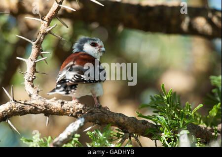 African pygmy falcon (Polihierax semitorquatus), Serengeti National Park, Tanzania Stock Photo