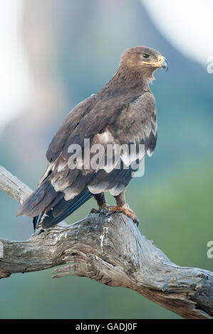 Steppe Eagle (Aquila nipalensis), Serengeti National Park, Tanzania Stock Photo
