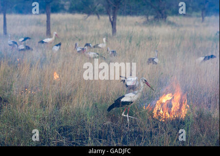 White storks foraging insects at a bush fire, Ciconia ciconia, Serengeti National Park, Tanzania Stock Photo