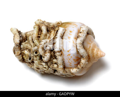 Shell of cone snail isolated on white background Stock Photo