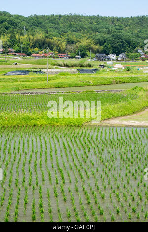 Japanese rice paddies. Stock Photo