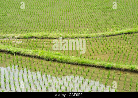 Japanese rice paddies. Stock Photo