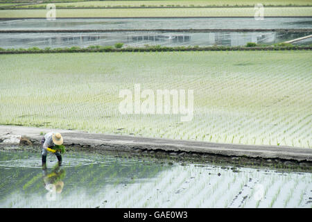 Japanese rice paddies. Stock Photo